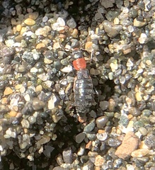 Endeodes collaris