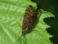 Hagenella clathrata