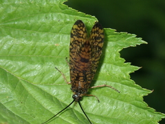 Hagenella clathrata