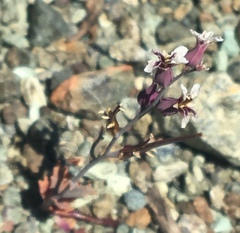 Streptanthus batrachopus