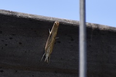 Crambini