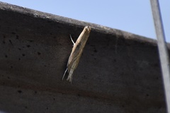 Crambini