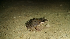 Leptodactylus fragilis