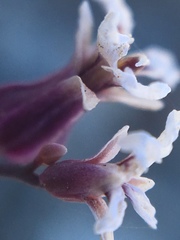 Streptanthus batrachopus