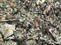 Streptanthus batrachopus