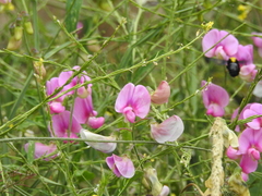 Lathyrus sylvestris