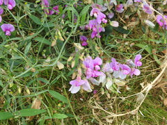 Lathyrus sylvestris