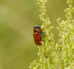 Tituboea sexmaculata