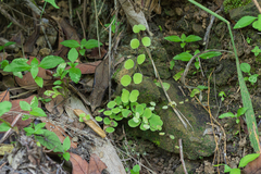 Adiantum capillus-junonis