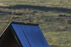 Cincloramphus mathewsi