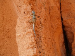 Petrosaurus thalassinus