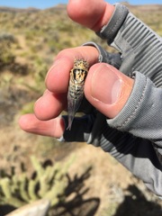 Clidophleps