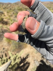 Clidophleps