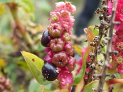 Phytolacca bogotensis image