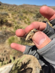 Clidophleps