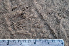 Baeolophus inornatus