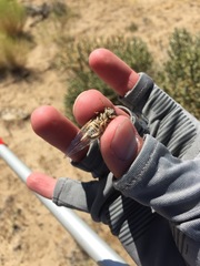 Clidophleps
