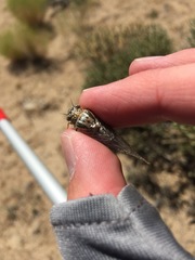 Clidophleps