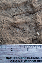 Baeolophus inornatus