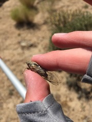 Clidophleps
