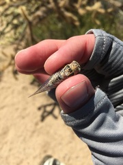 Clidophleps