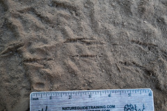 Baeolophus inornatus