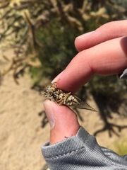 Clidophleps