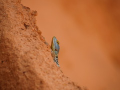 Petrosaurus thalassinus