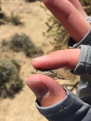 Clidophleps