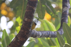 Pachycephala caledonica