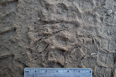 Baeolophus inornatus