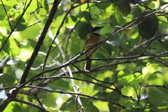 Pachycephala caledonica