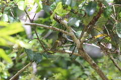 Pachycephala caledonica