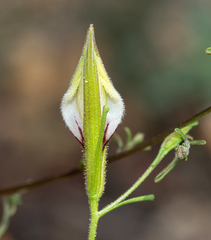 Cordylanthus tenuis brunneus