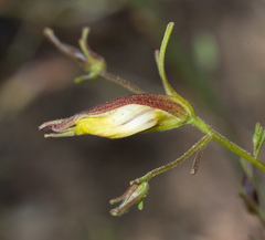 Cordylanthus tenuis brunneus