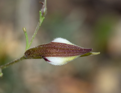 Cordylanthus tenuis brunneus