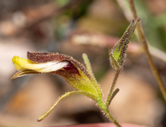 Cordylanthus tenuis brunneus