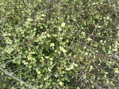 Coprosma tenuicaulis