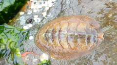 Mopalia ciliata