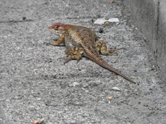 Sceloporus horridus