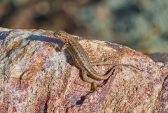 Sceloporus graciosus gracilis