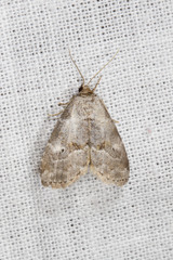 Hyperstrotia pervertens