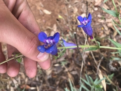Penstemon azureus