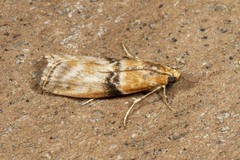 Meroptera cviatella