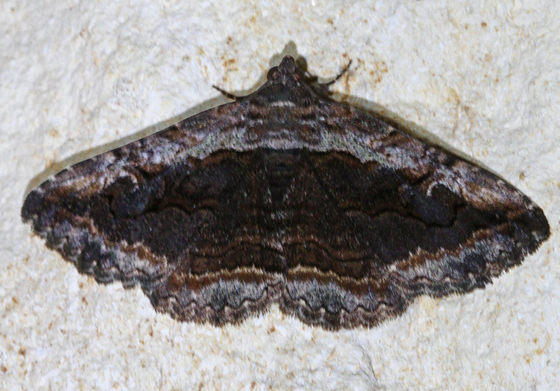 Omopterini