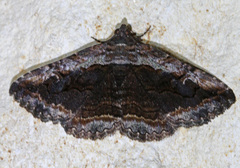Zaleops umbrina