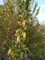 Correa glabra glabra