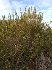 Correa glabra glabra
