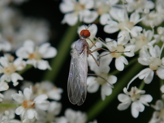 Empis dispar