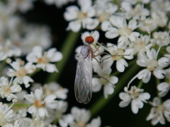 Empis dispar
